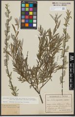 Foto von Salix purpurea L. x Salix repens L.